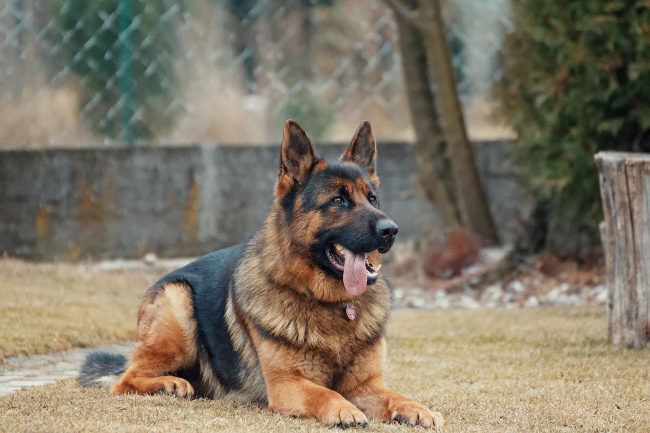 Como usar cães para segurança residencial? Veja 9 dicas!